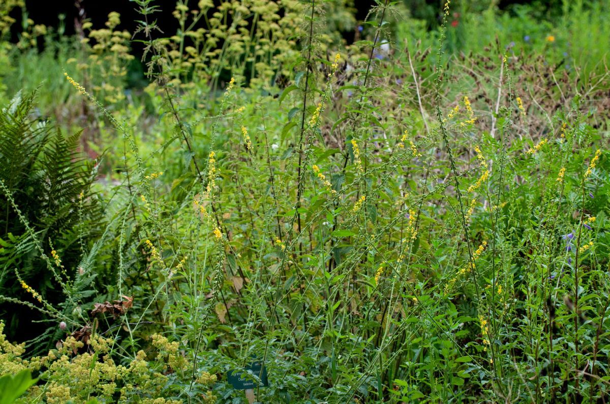 Kleiner Odermennig Kleiner Odermennig