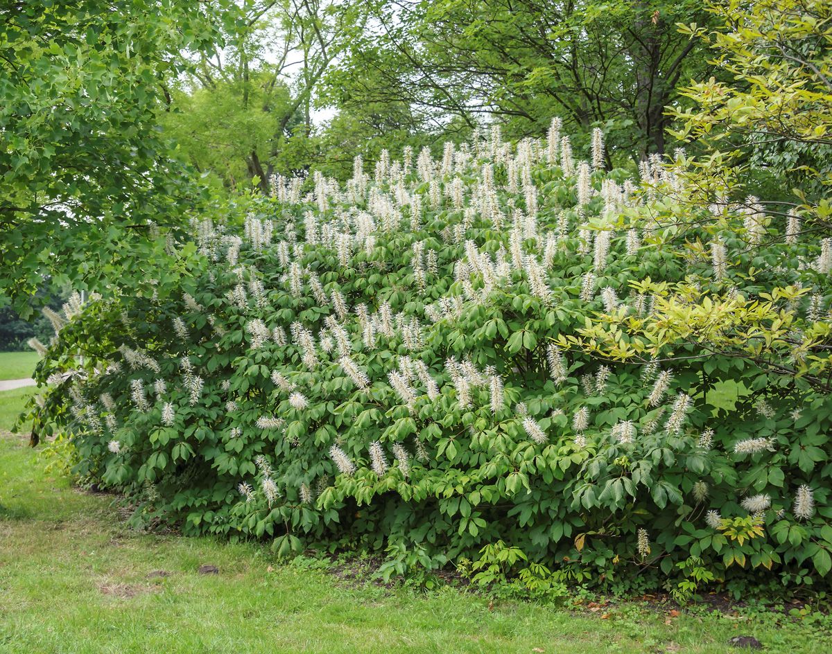 Strauchkastanie Strauchkastanie