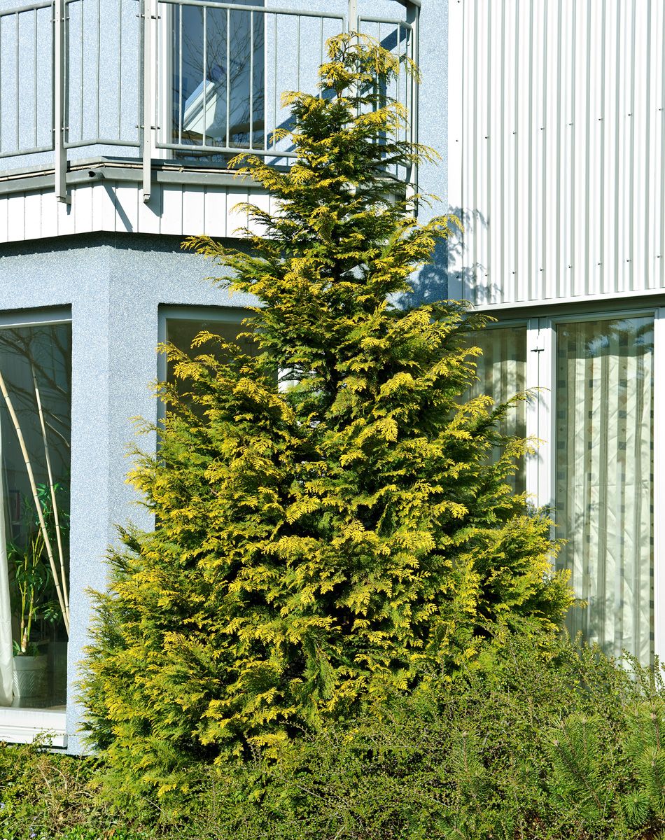 Goldscheinzypresse Golden Wonder