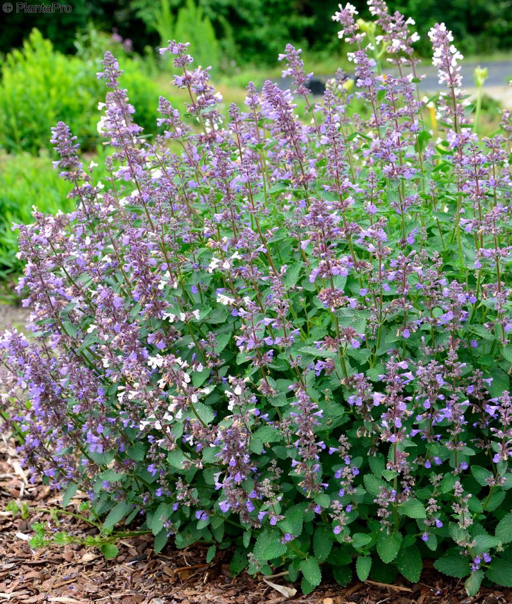 Katzenminze Blue Danube