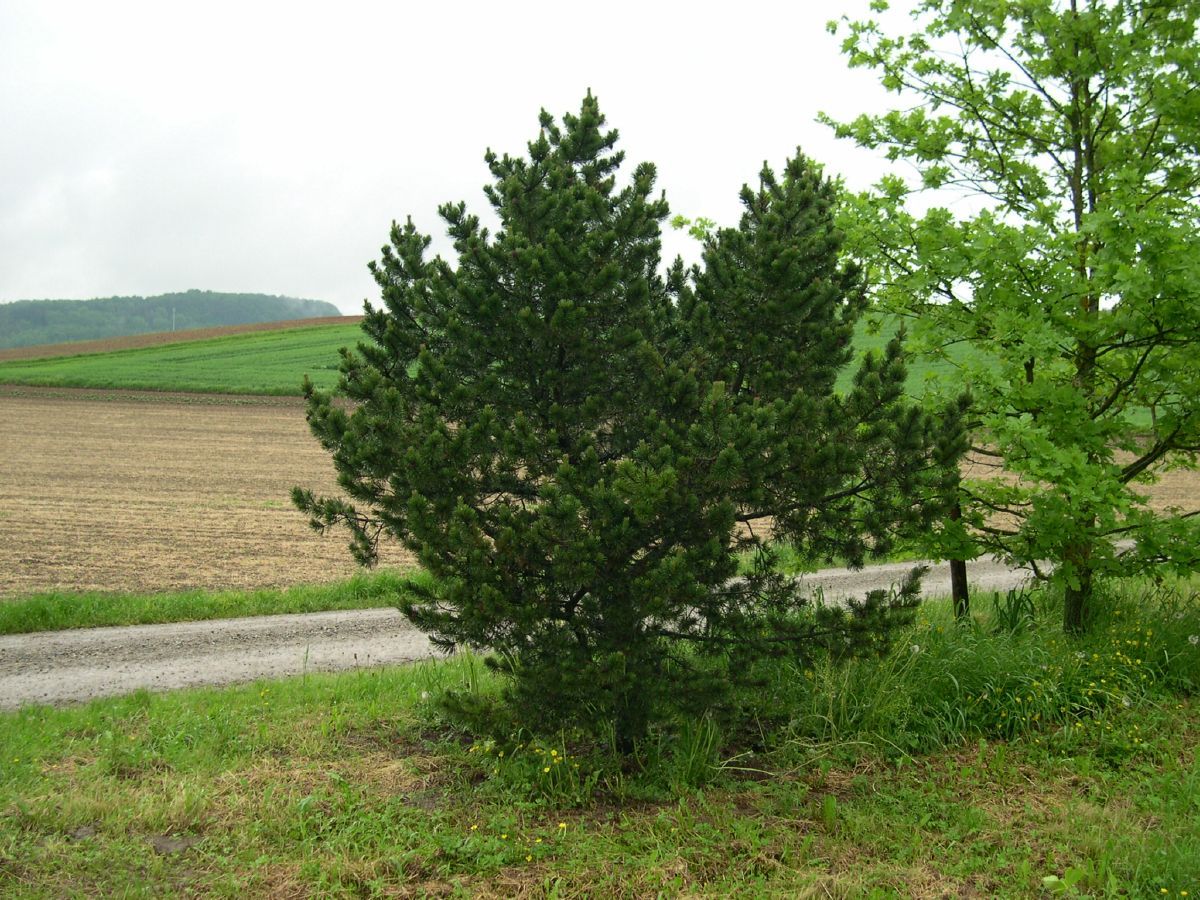 Zwergföhre, Zwergkiefer Gnom Zwergföhre, Zwergkiefer Gnom