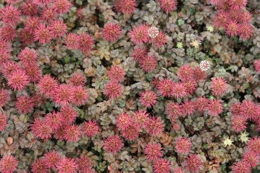 Braunblättriges Stachelnüsschen Kupferteppich Braunblättriges Stachelnüsschen Kupferteppich