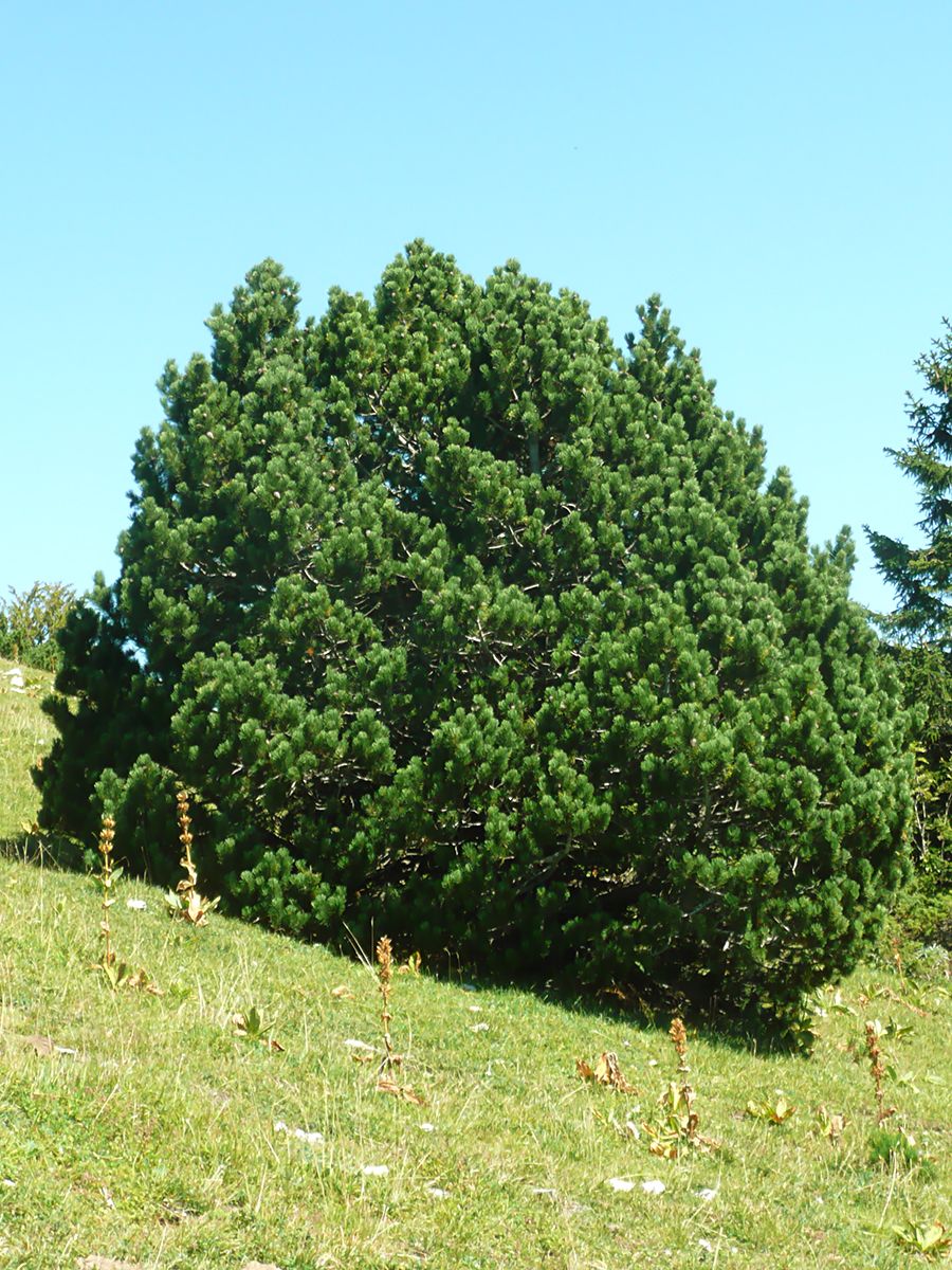 Bergföhre Bergföhre