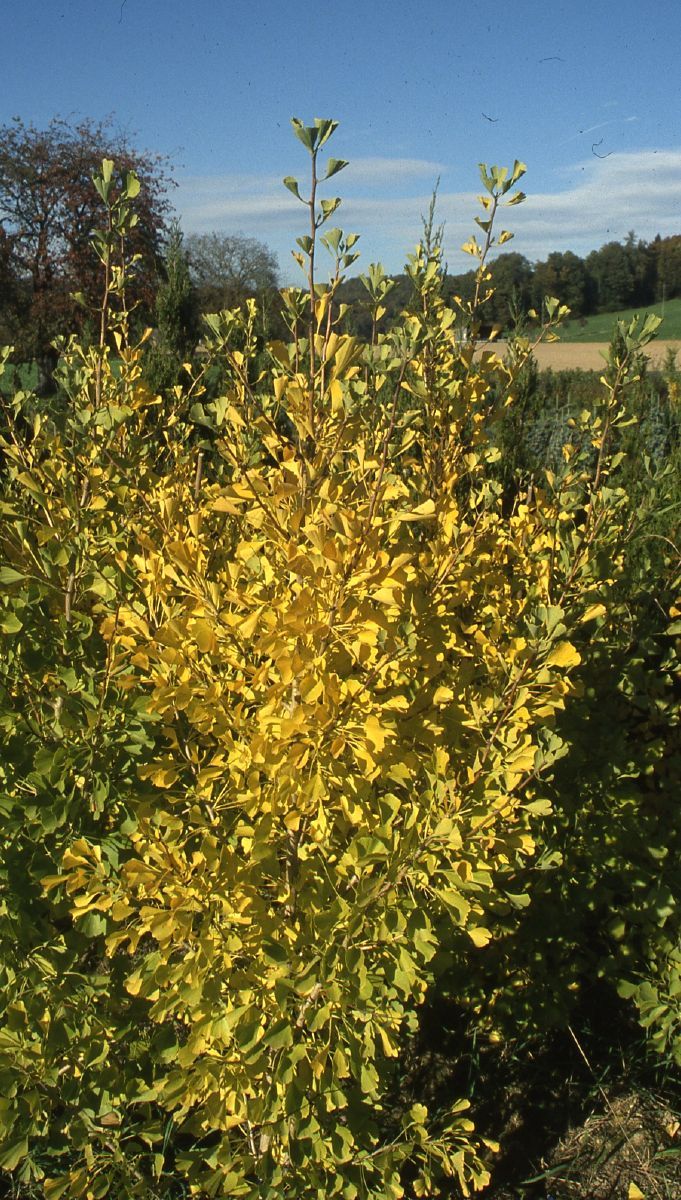 Ginkgo Autumn Gold