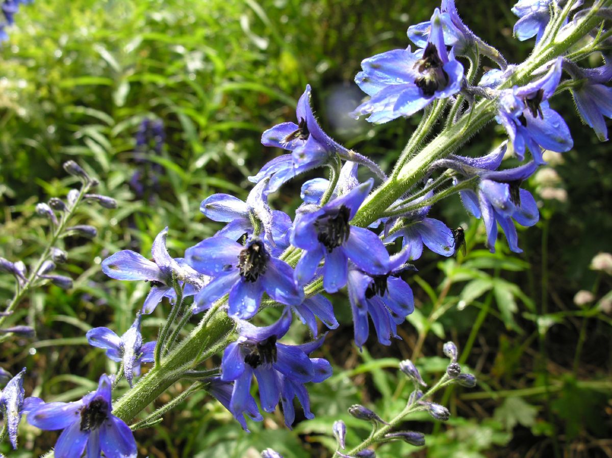 Hoher Rittersporn Hoher Rittersporn