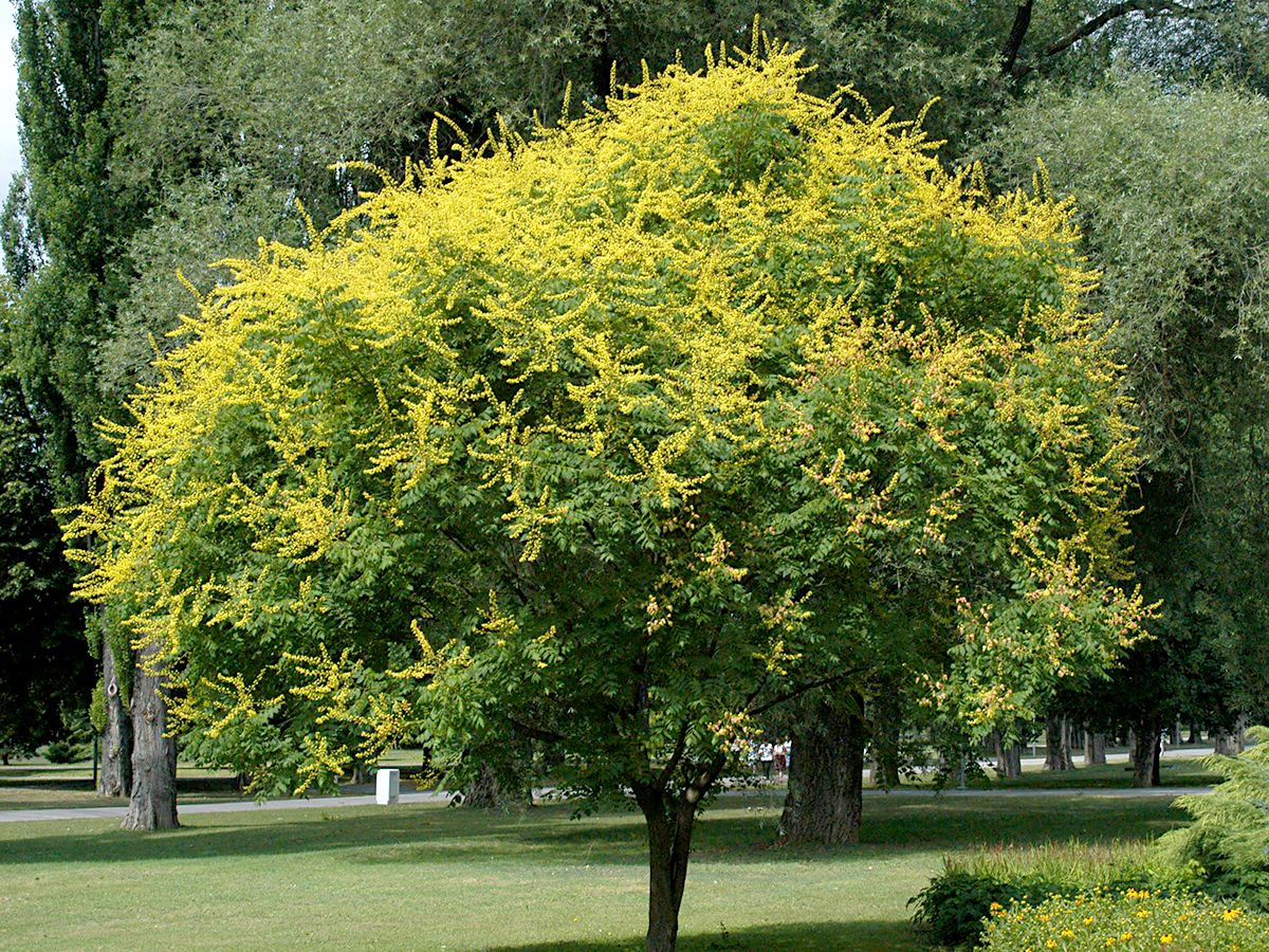Blasenbaum, Bienenesche, Chinabaum, Blasenesche Blasenbaum, Bienenesche, Chinabaum, Blasenesche
