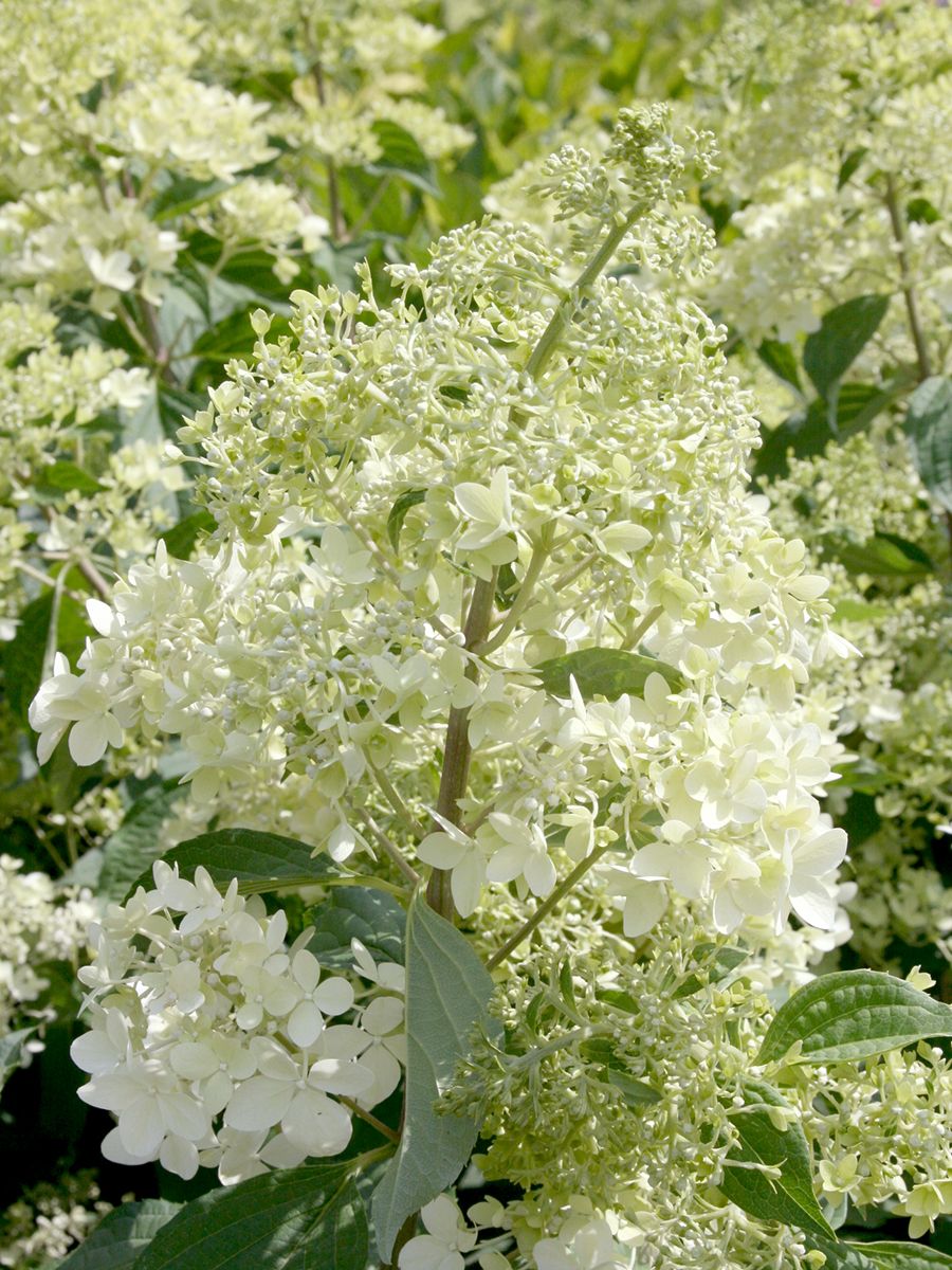 Rispenhortensie Phantom Rispenhortensie Phantom