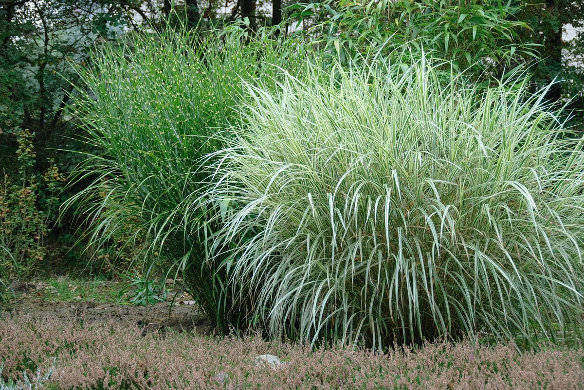 Chinaschilf Variegatus Chinaschilf Variegatus