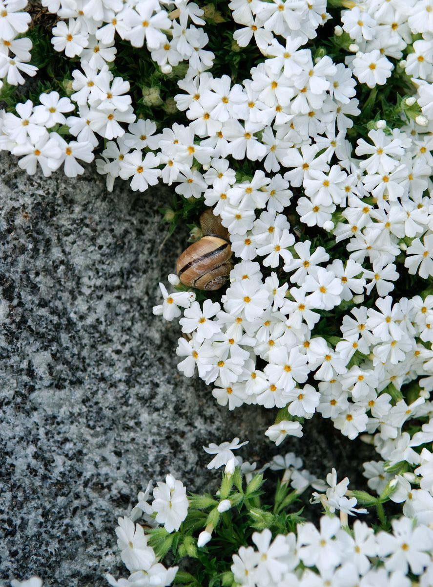 Teppichphlox White Delight