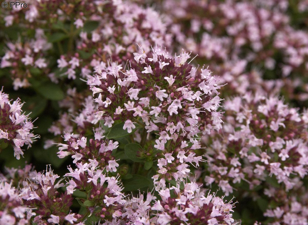 Polsteroregano Compactum