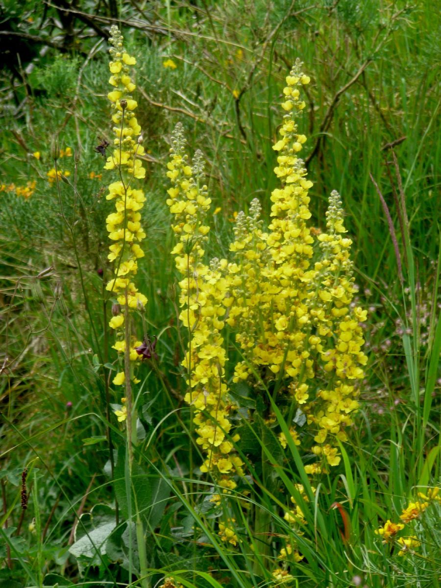 Kleinblütige Königskerze