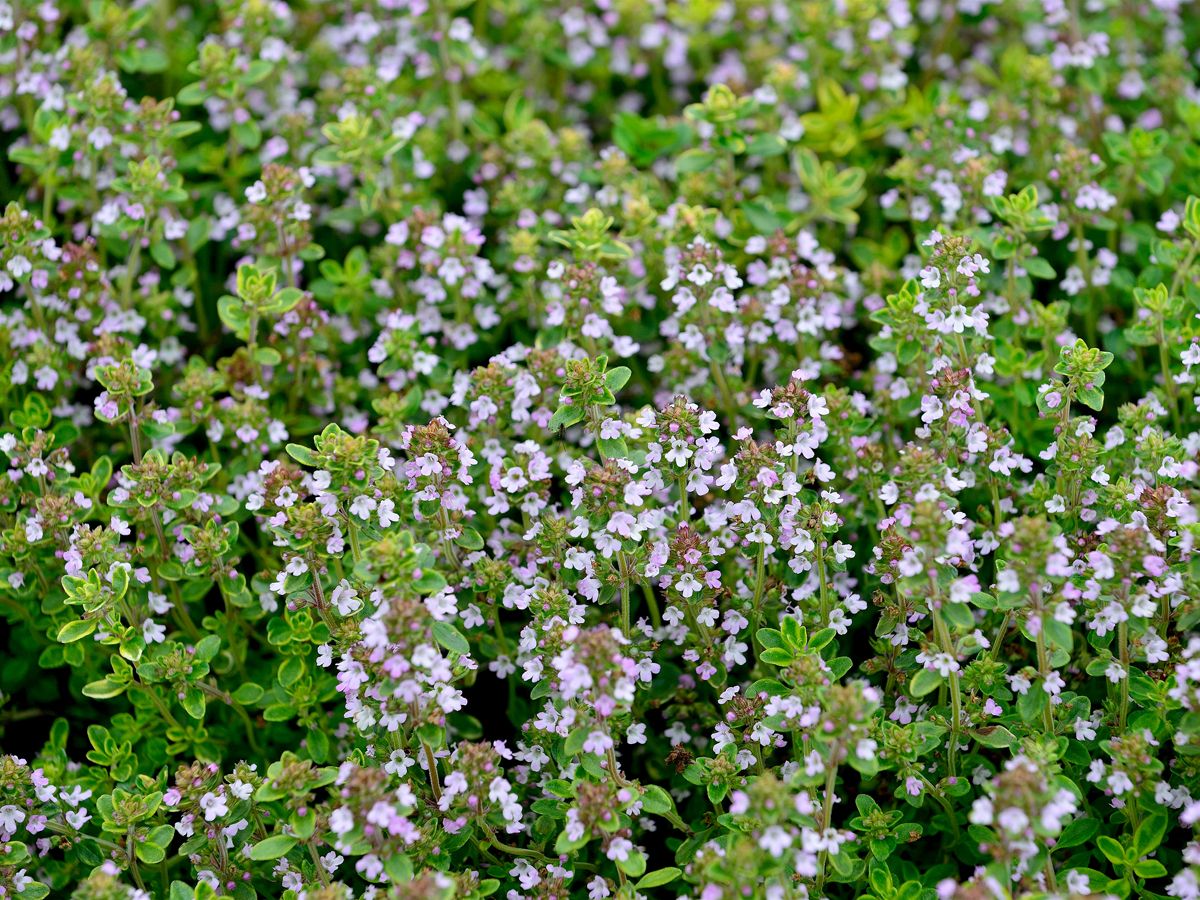Panaschierter Zitronenthymian Variegated