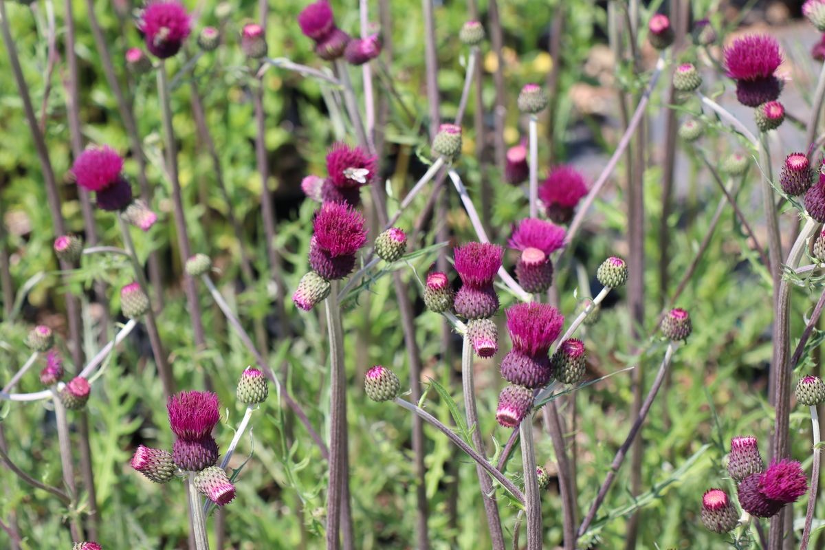 Bach-Kratzdistel Trevor' Blue