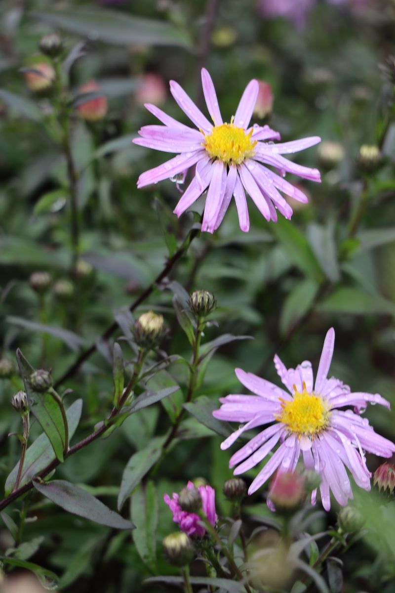 Glatte Aster Glow in the Dark