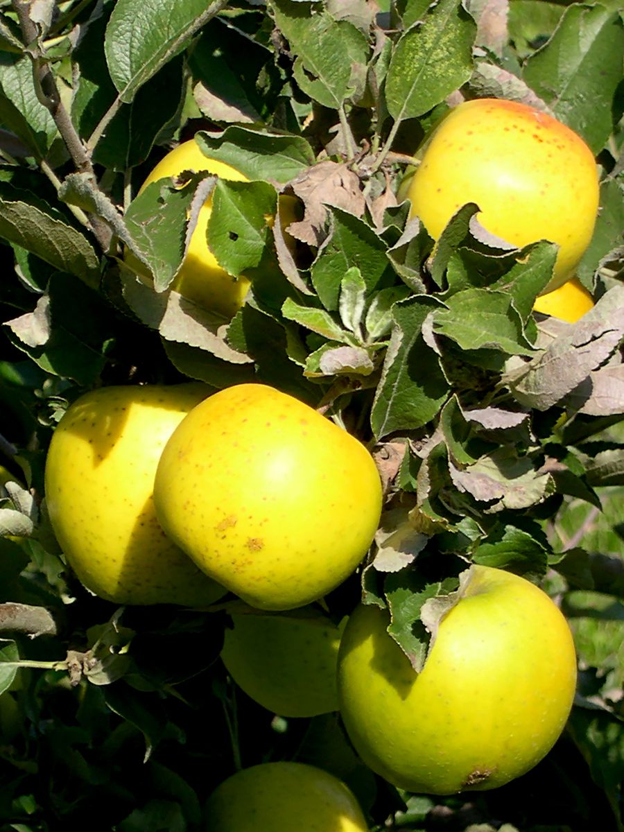 Ananas Reinette Apfel Ananas Reinette Apfel
