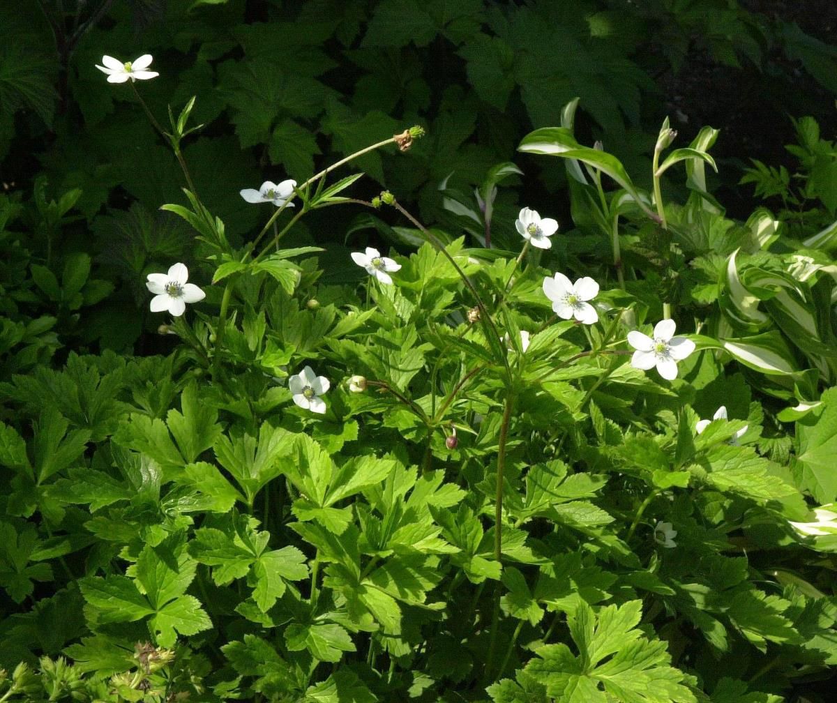 Bachanemone Bachanemone