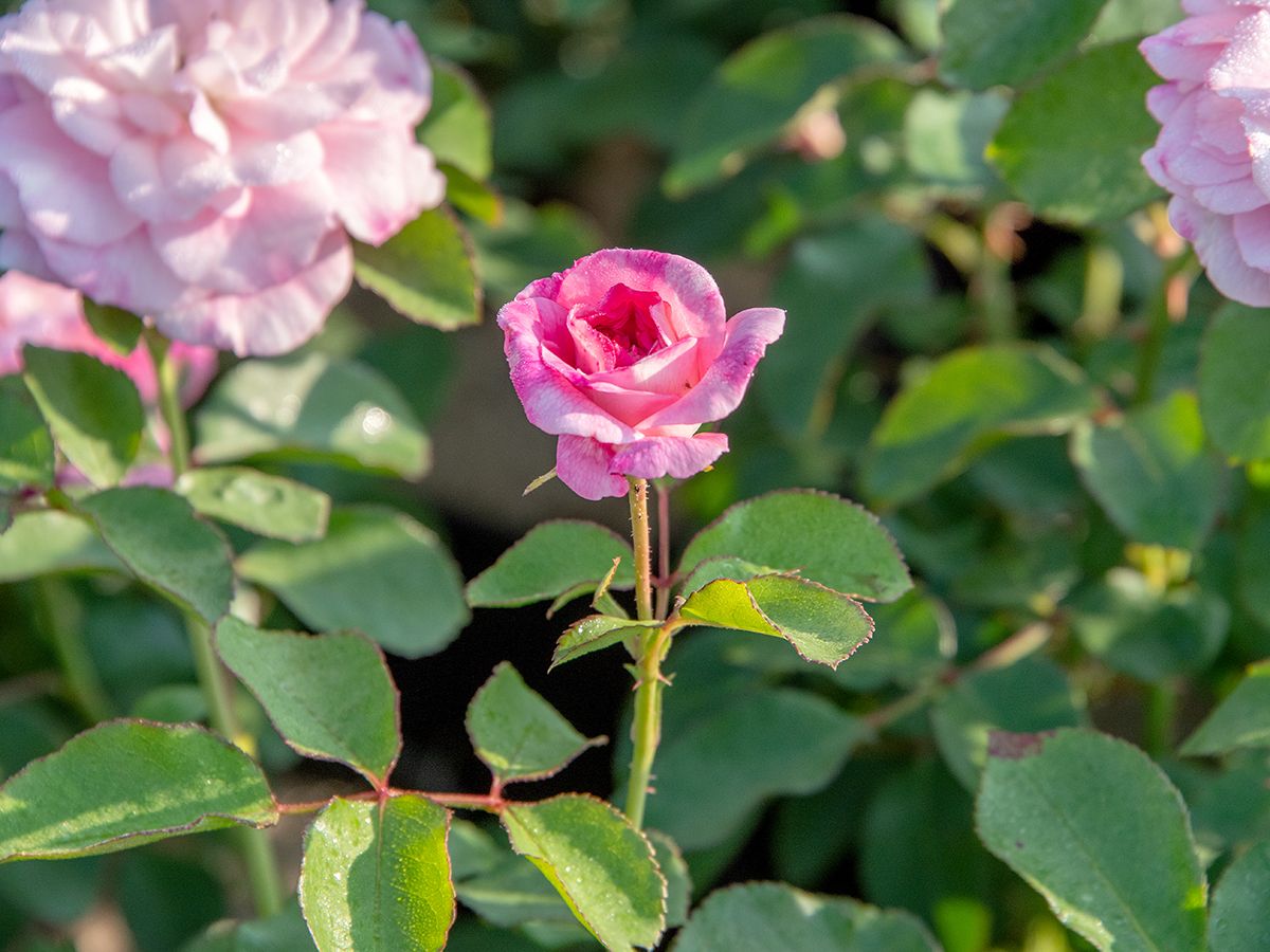 Mazurka® ADR 1993 Beetrose (Floribundarose, anspruchslos) Mazurka® ADR 1993 Beetrose (Floribundarose, anspruchslos)