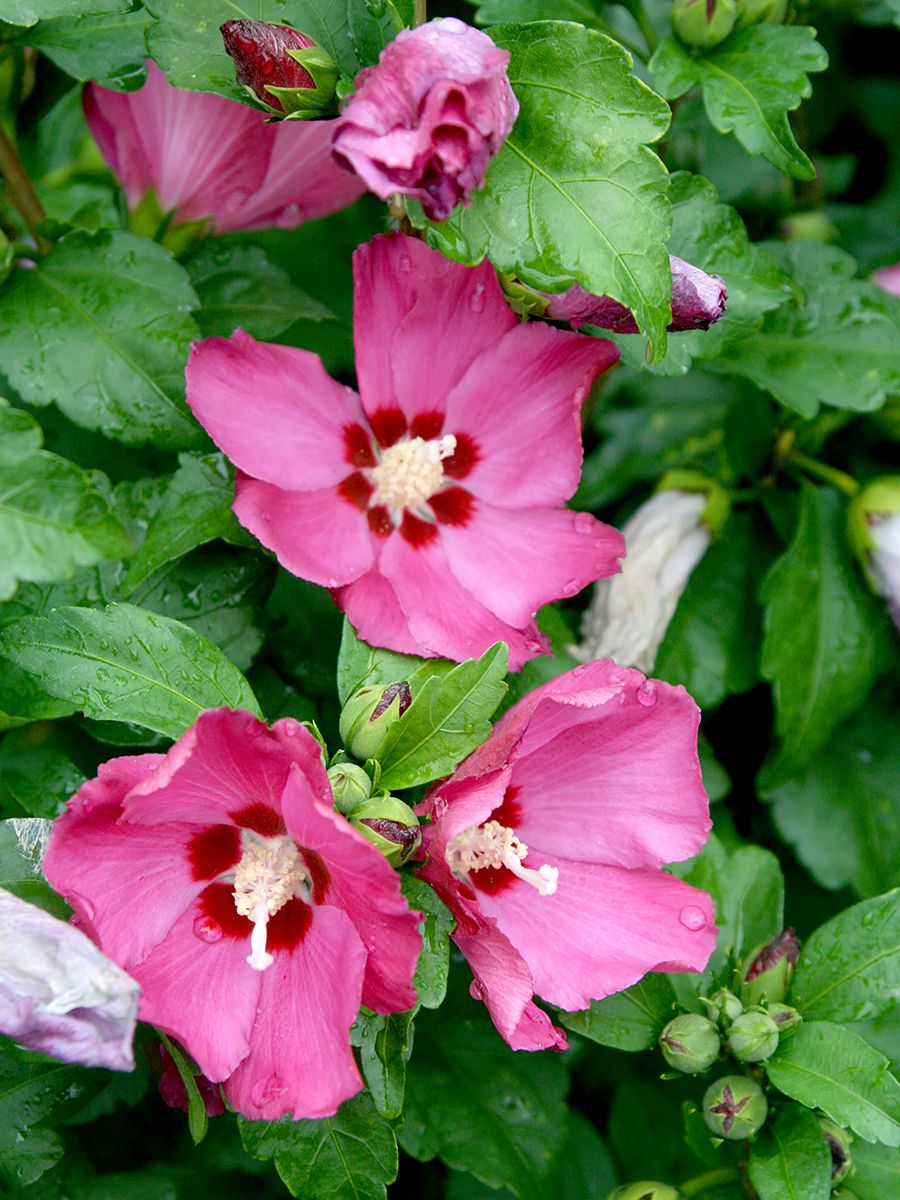 Hibiskus Woodbridge Hibiskus Woodbridge