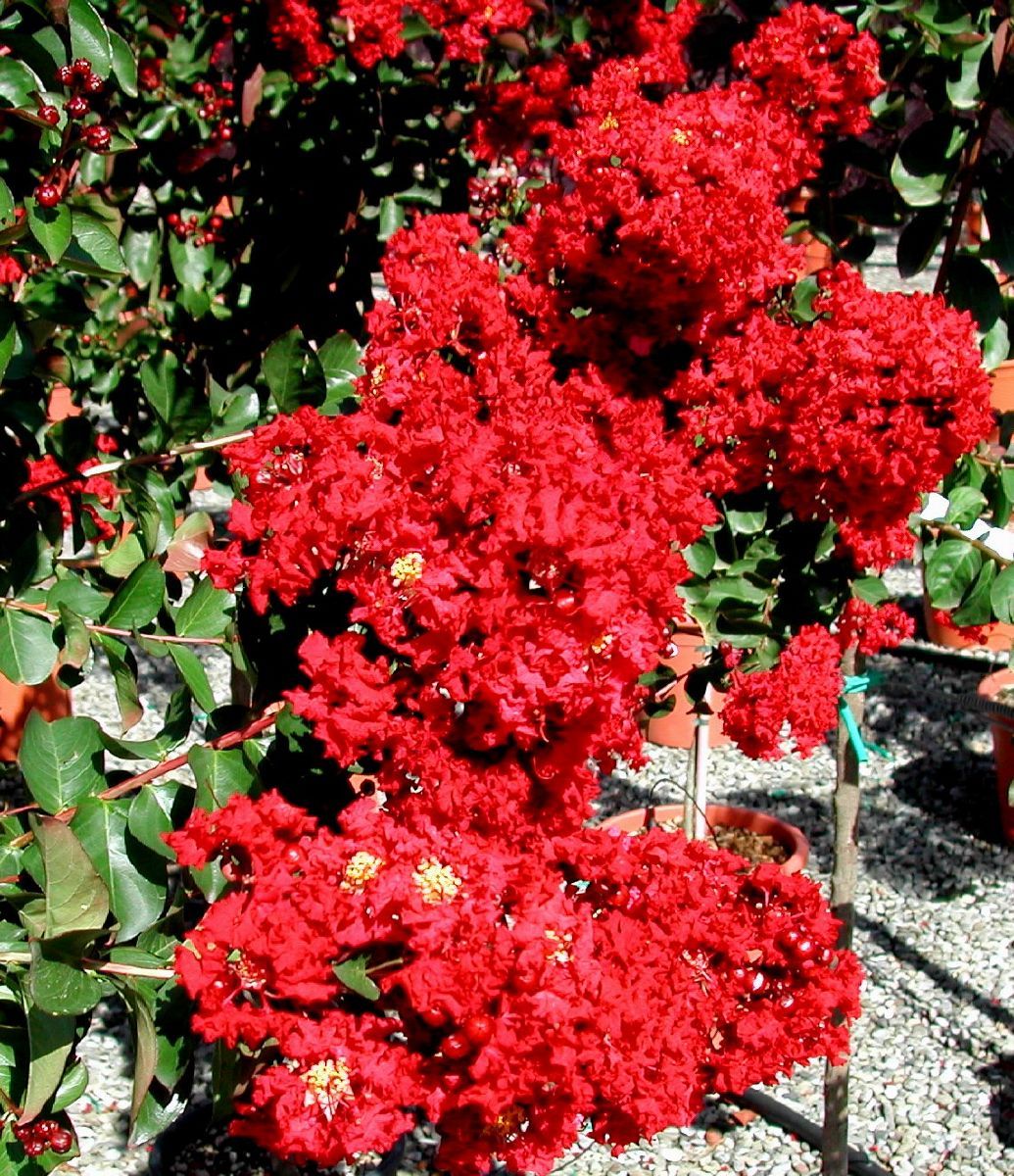 Kräuselmyrte, Lagerstroemia, Kreppmyrte Dynabite