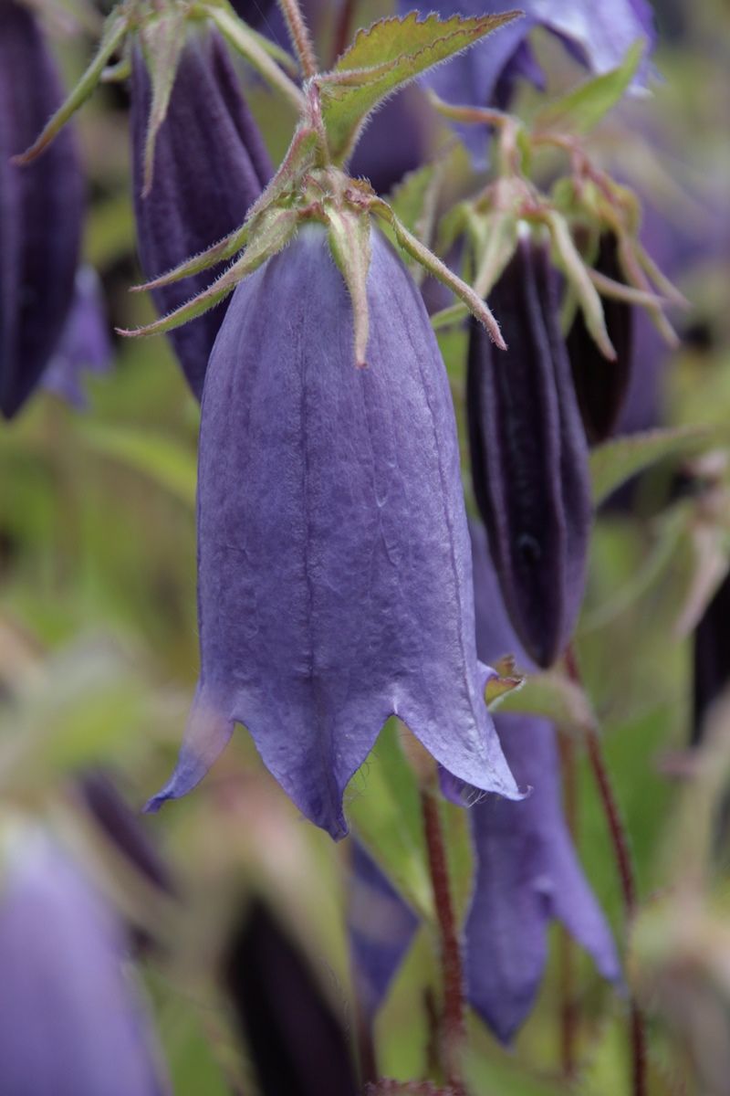 Grossblumige Glockenblume Grossblumige Glockenblume