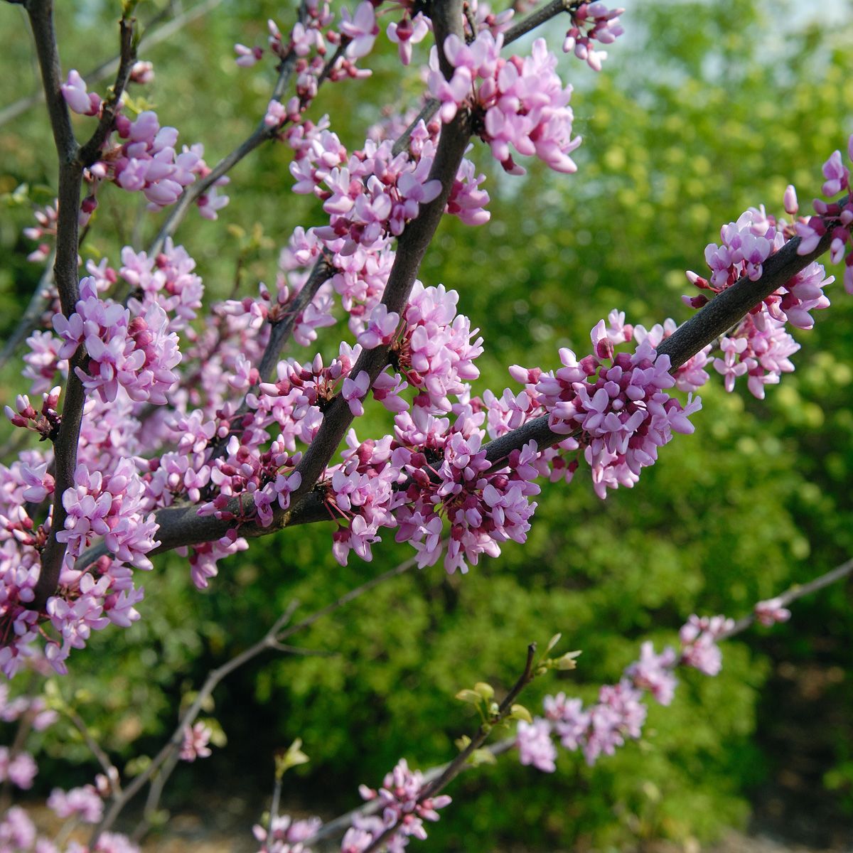 Kanadischer Judasbaum