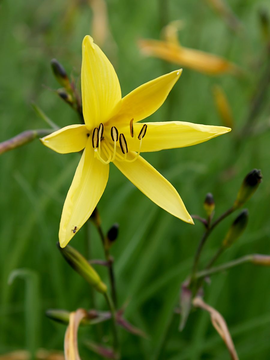 Zitronentaglilie