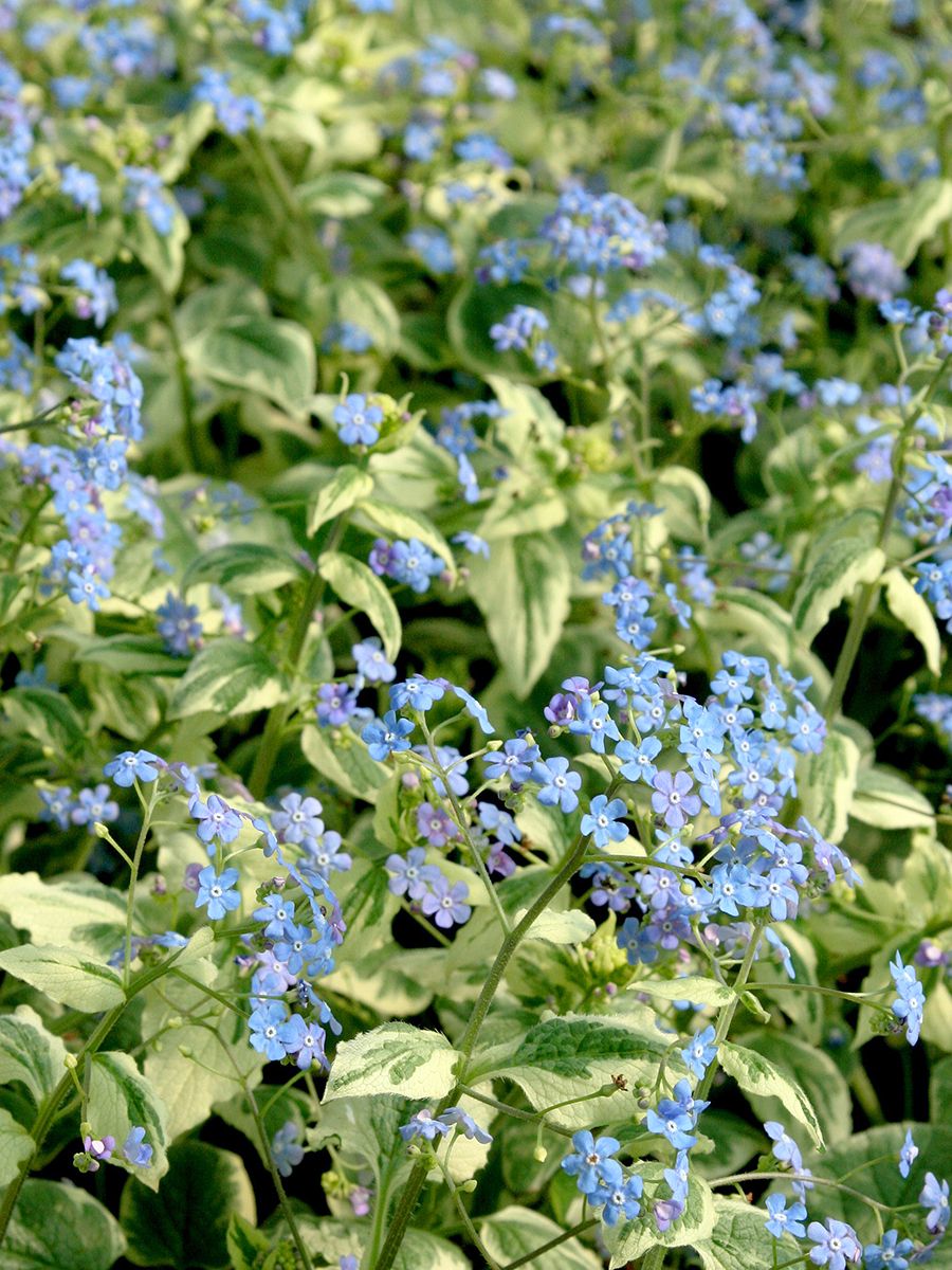 Kaukasusvergissmeinnicht Variegata Kaukasusvergissmeinnicht Variegata