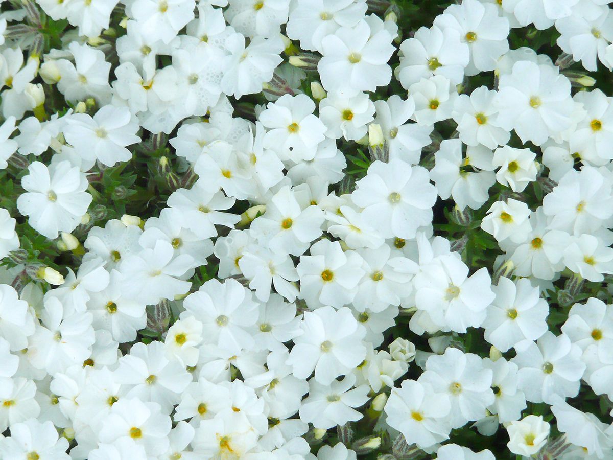 Teppichphlox, Polsterflammenblume White Admiral Teppichphlox, Polsterflammenblume White Admiral