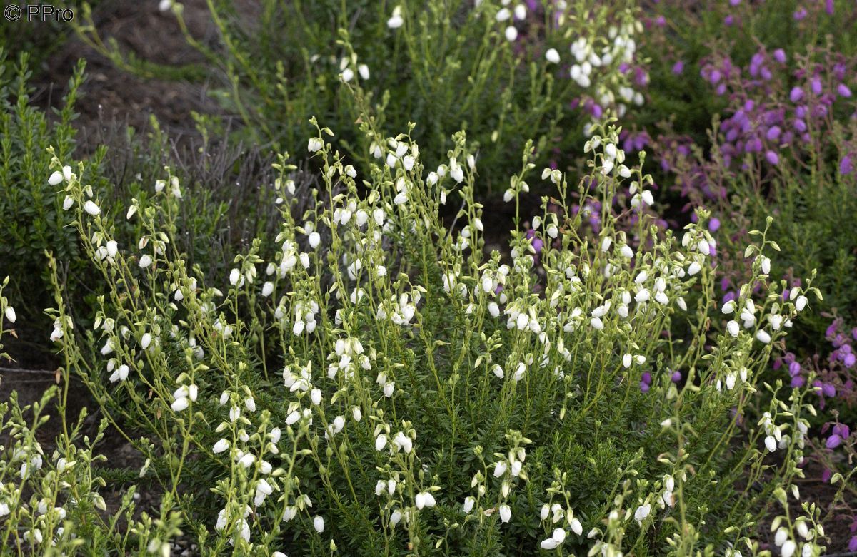 Irische Heide Alba
