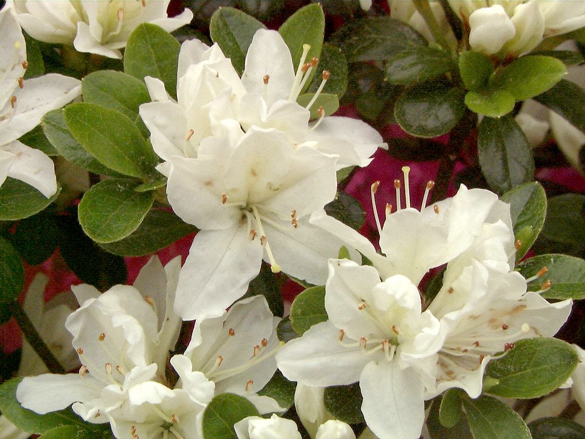 Japanische Azalee Kermesina Alba Japanische Azalee Kermesina Alba