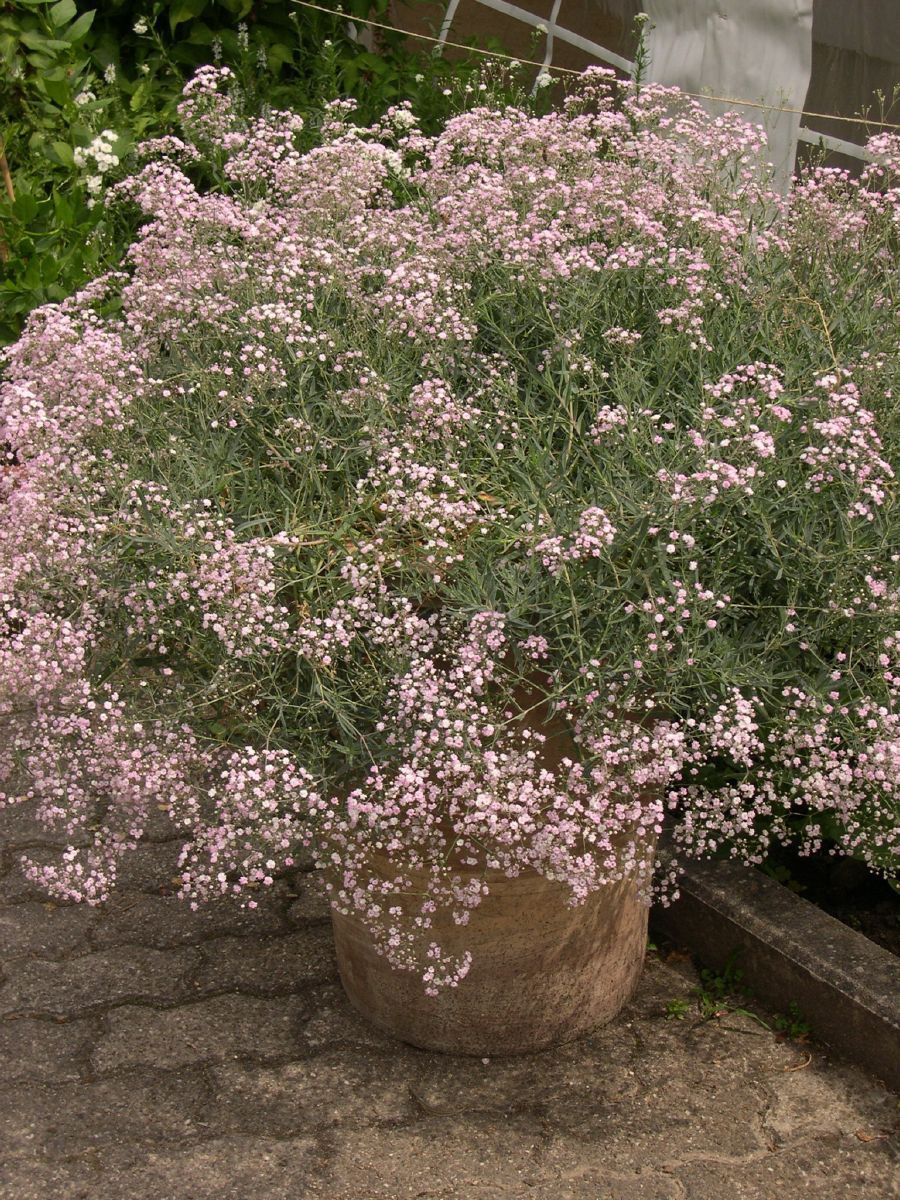 Schleierkraut Rosenschleier