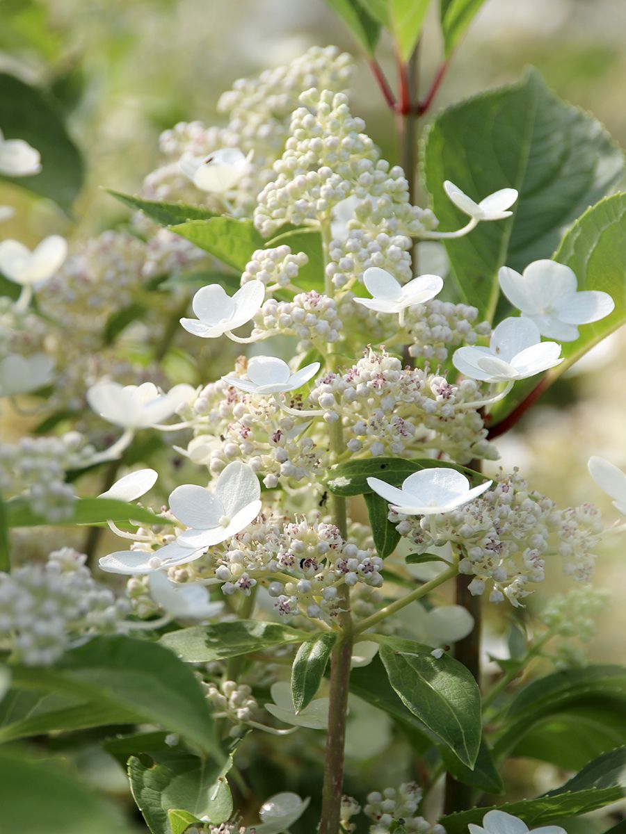 Rispenhortensie Prim White®
