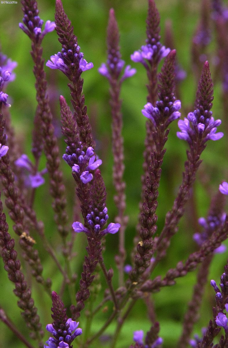 Eisenkraut Eisenkraut