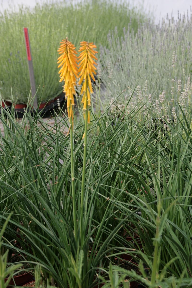 Fackellilie Mango Popsicle Fackellilie Mango Popsicle