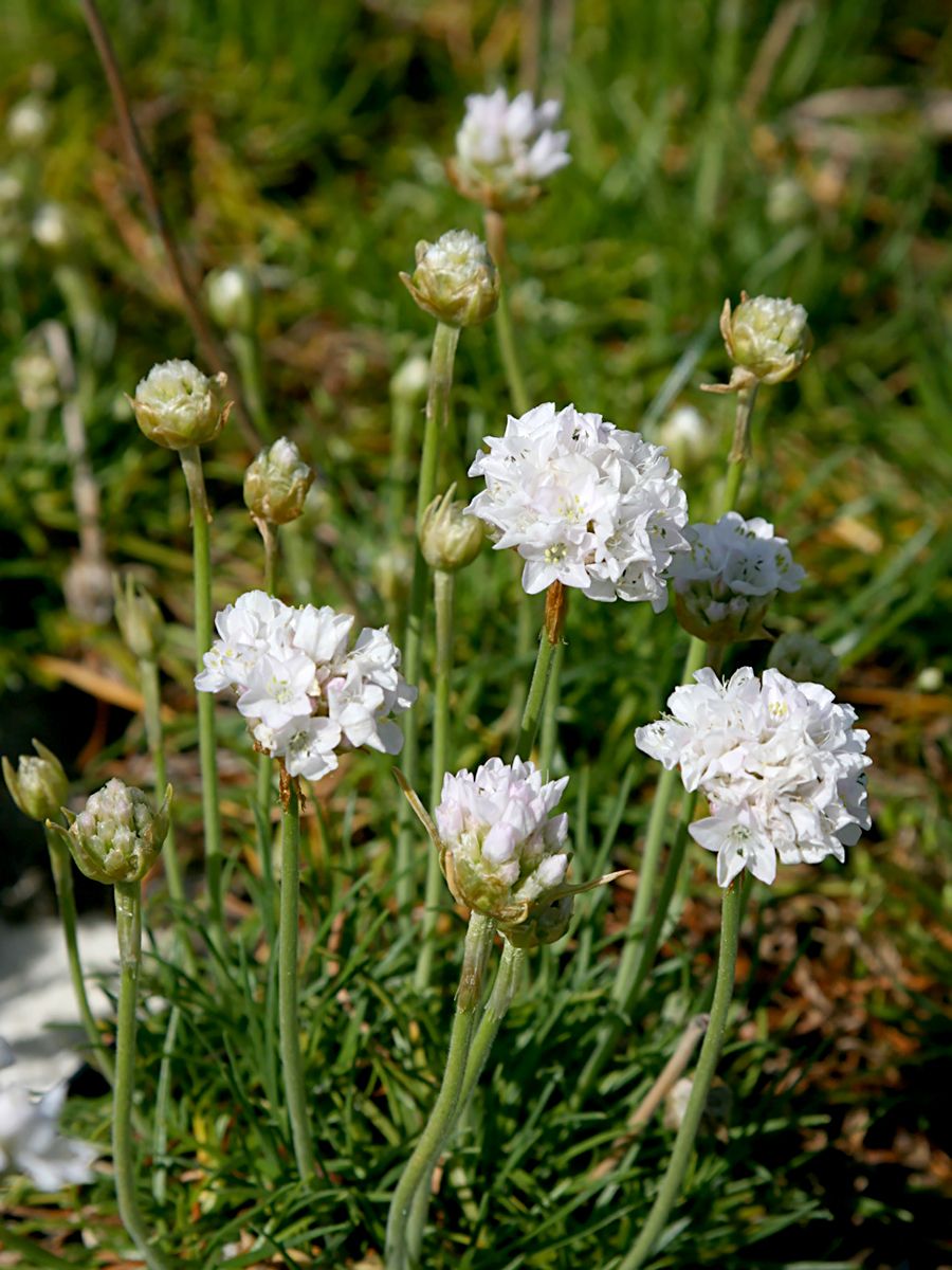 Strandgrasnelke Alba