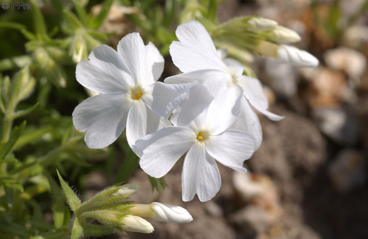 Teppichphlox White Delight