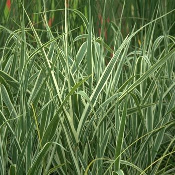 Weissbuntes Riesenschilf Versicolor