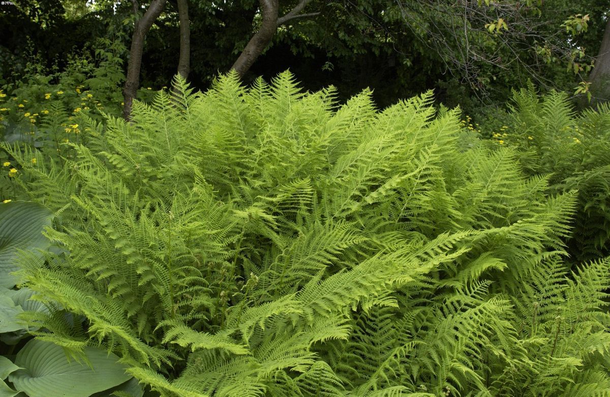 Waldfrauenfarn Waldfrauenfarn