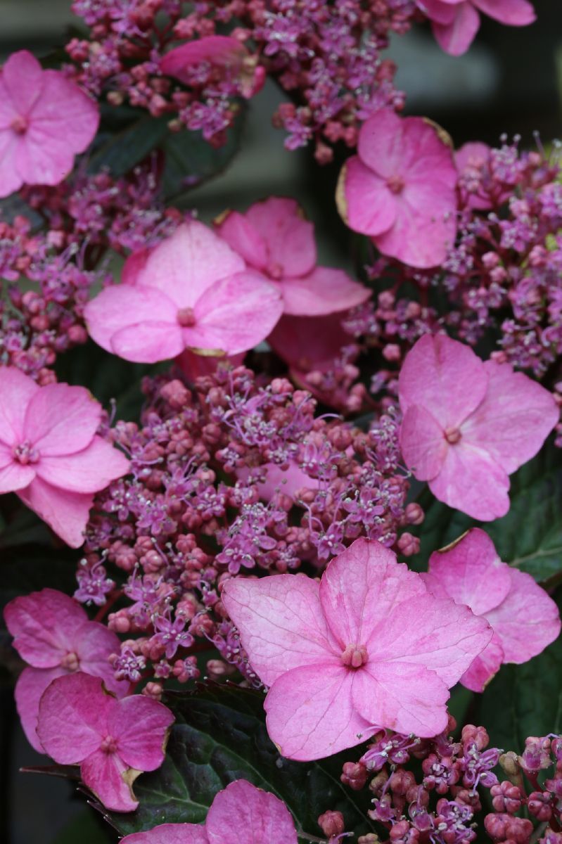 Gartenhortensie Cloudi®