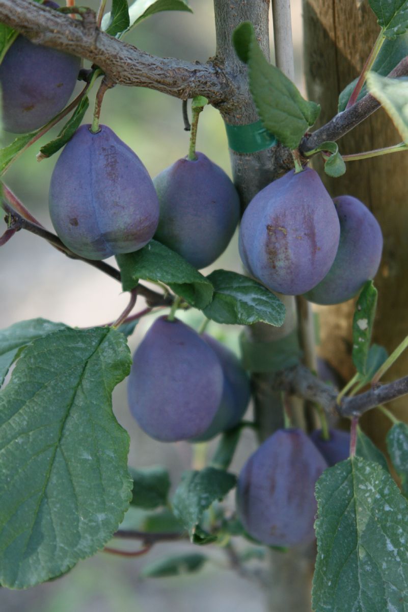 Pruntop Säulenzwetschge (anspruchslos)