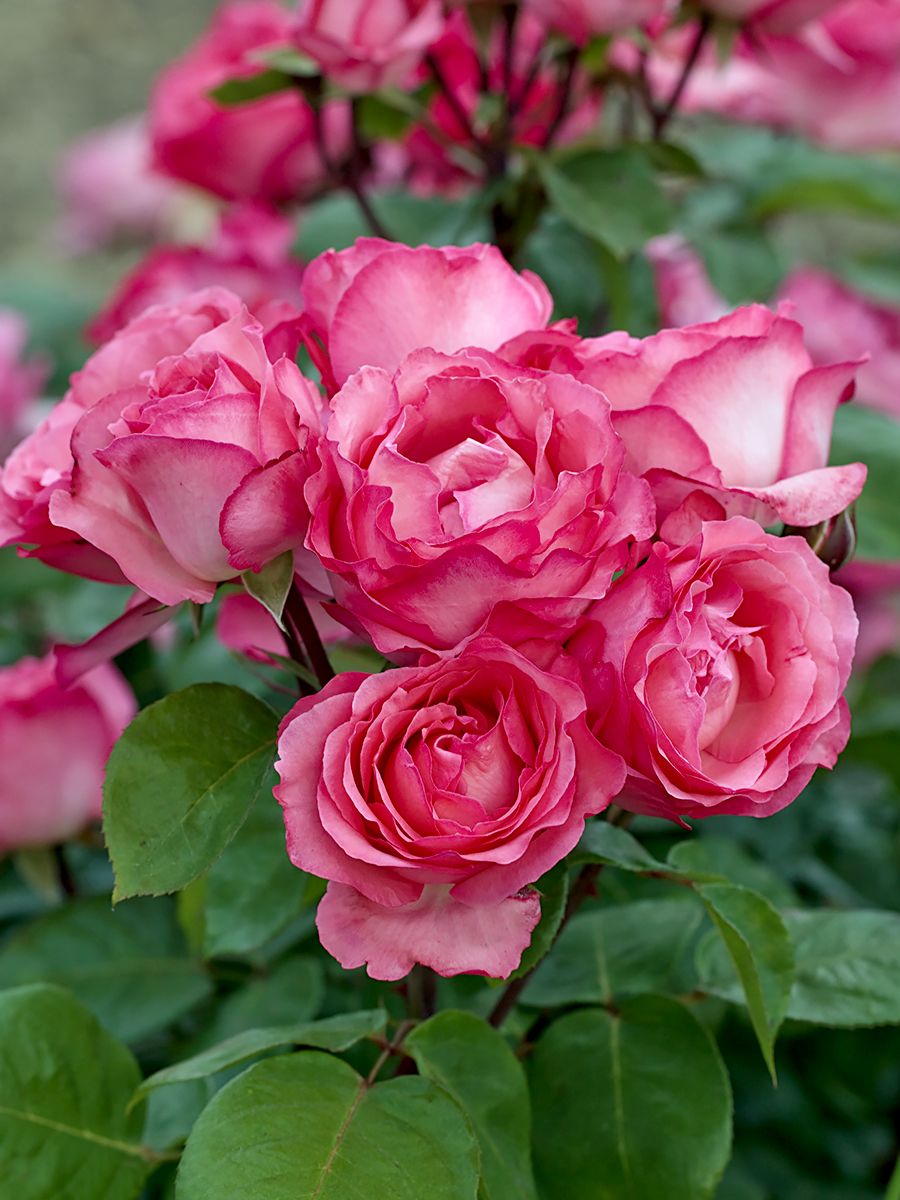 Pink Panther® Edelrose (Teehybride, anspruchslos) Pink Panther® Edelrose (Teehybride, anspruchslos)