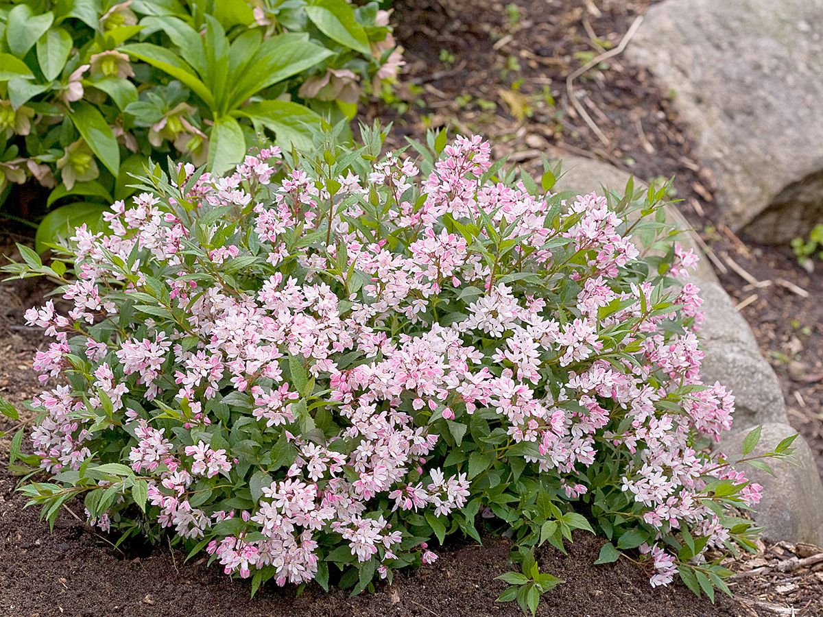 Zwergdeutzie Yuki Cherry Blossom® Zwergdeutzie Yuki Cherry Blossom®