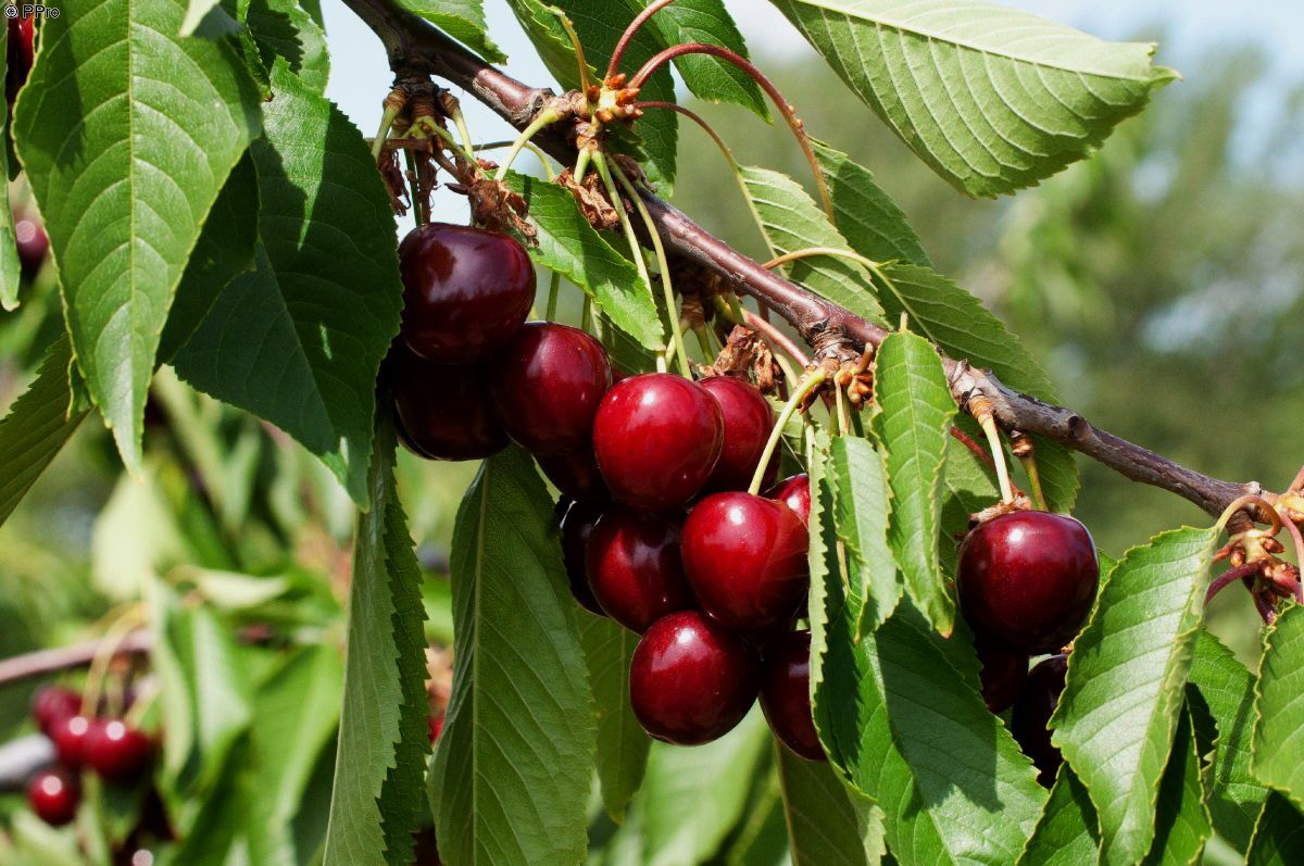 Hedelfinger Kirsche (anspruchslos) Hedelfinger Kirsche (anspruchslos)