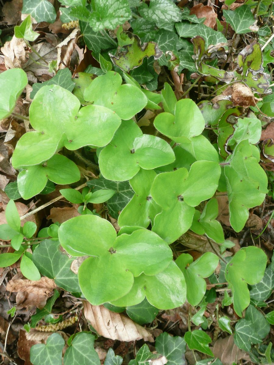 Leberblümchen