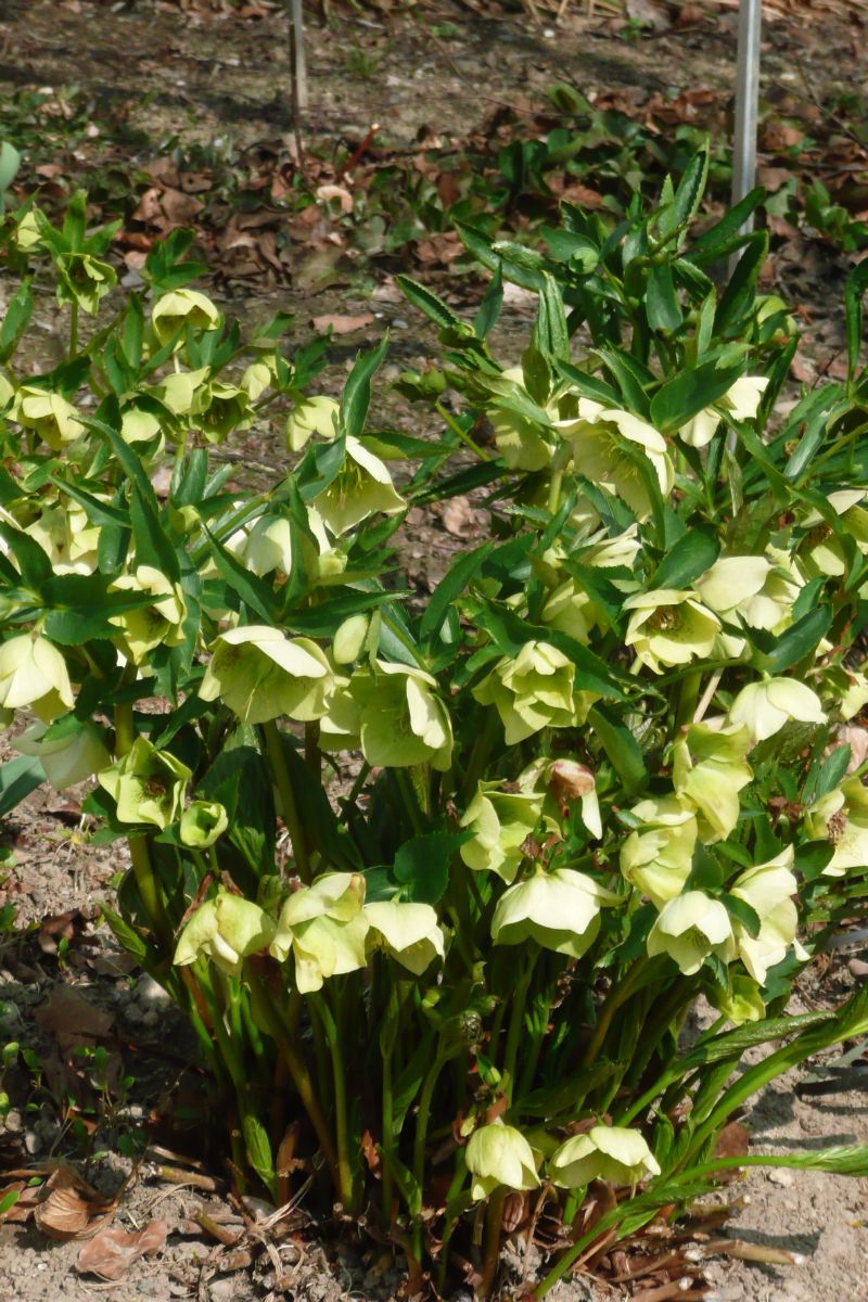 Lenzrose Yellow Lady
