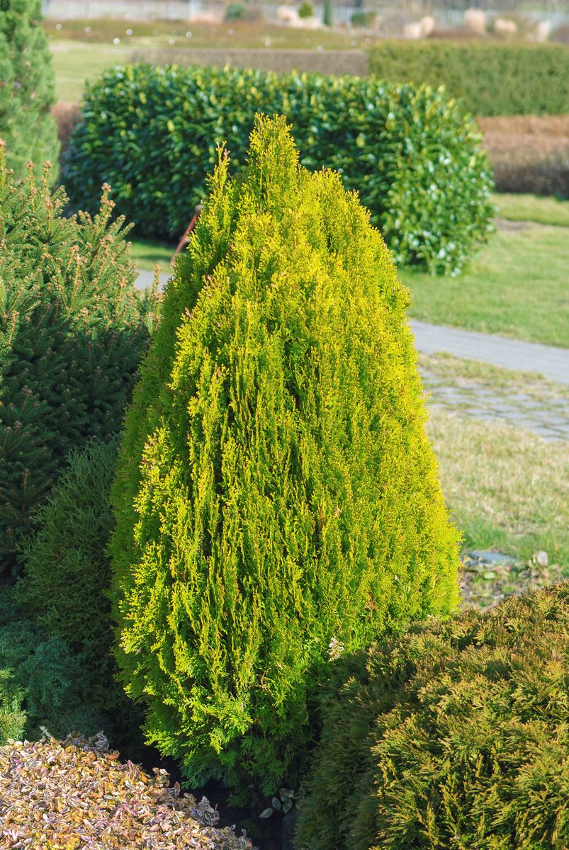 Morgenländischer Lebensbaum Aurea Nana