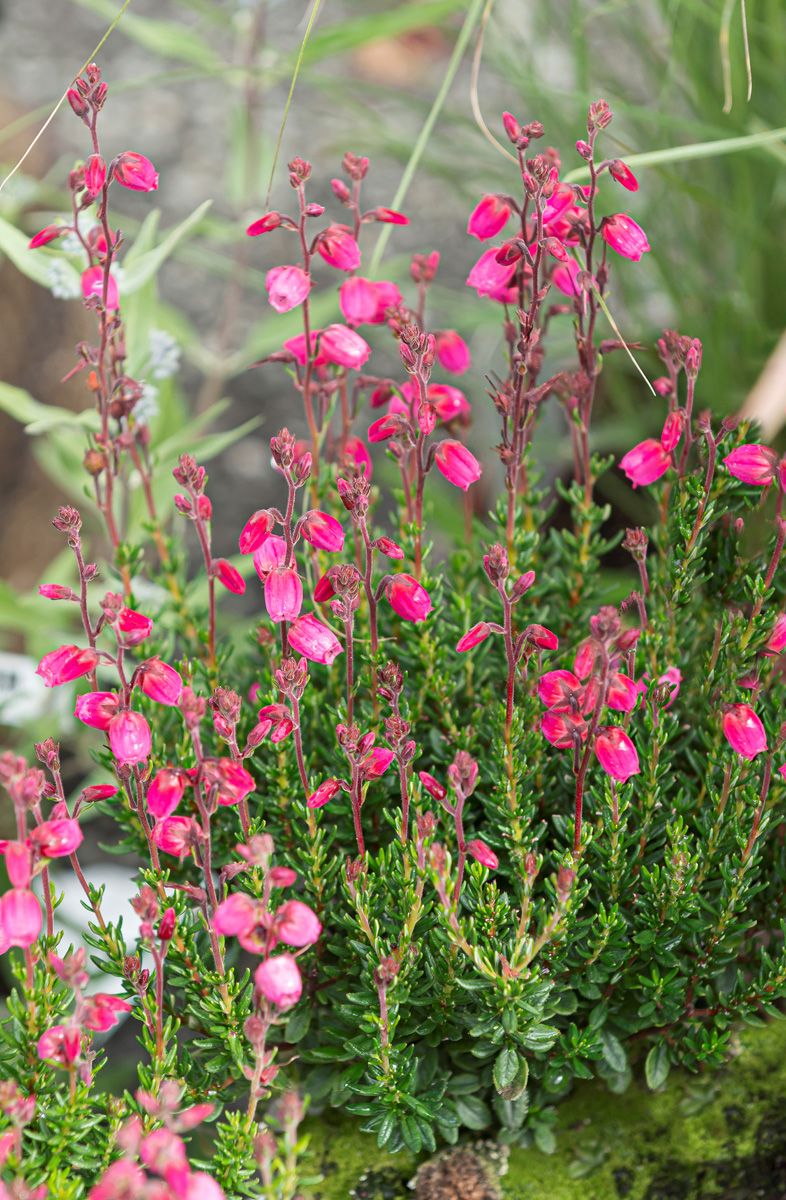 Irische Heide Arielle