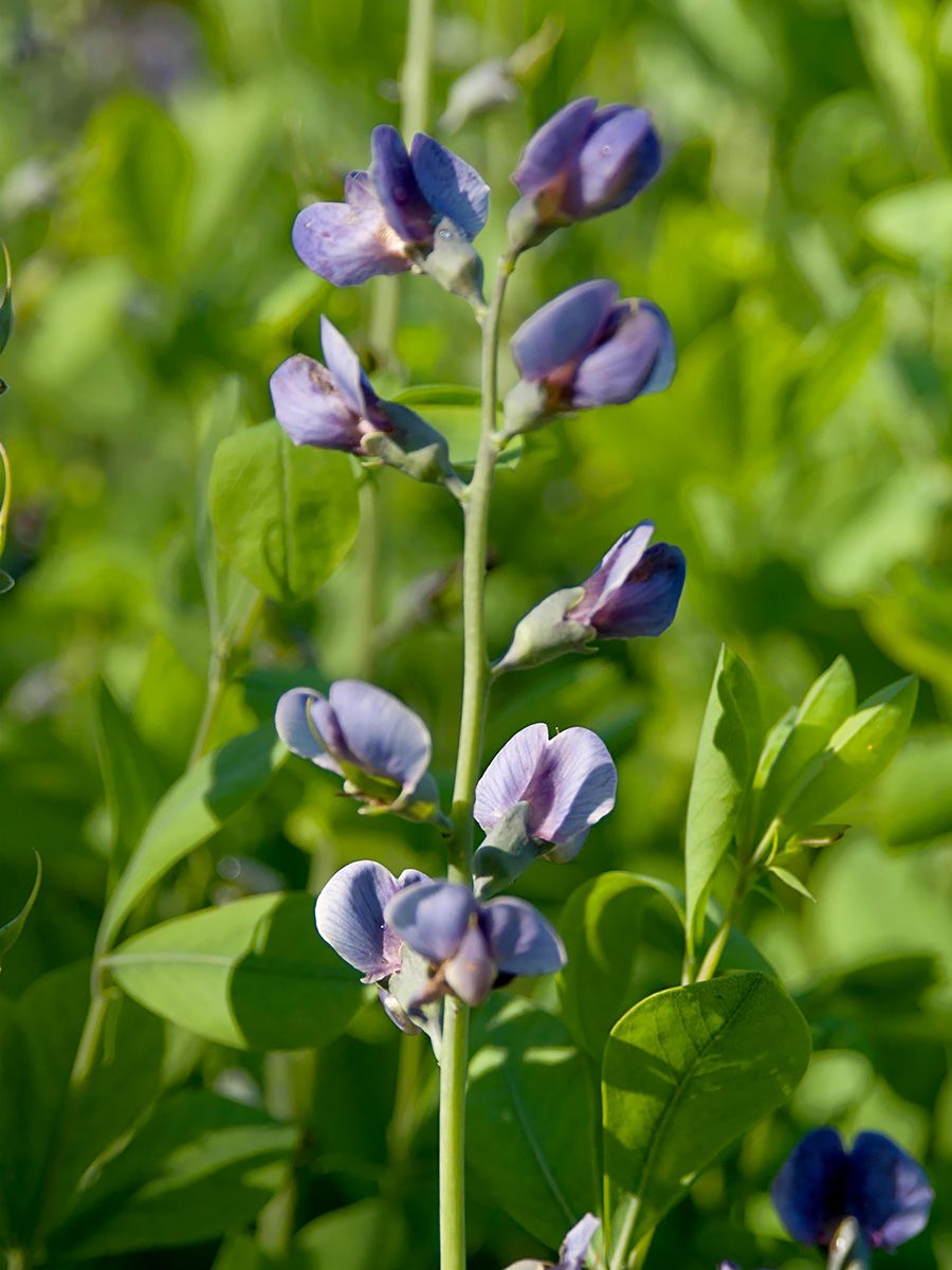 Indigolupine, Blaue Färberhülse
