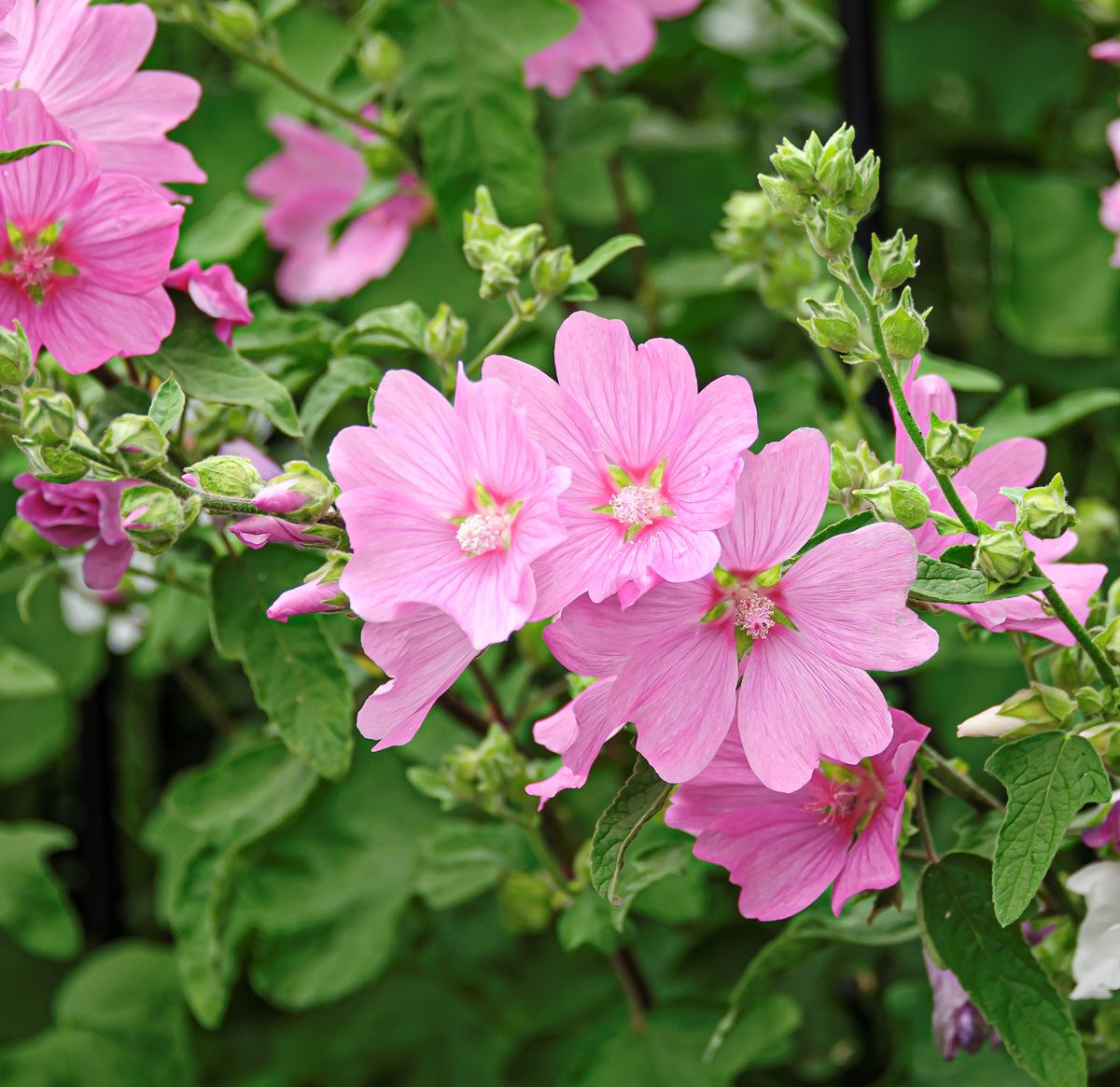 Buschmalve Rosea