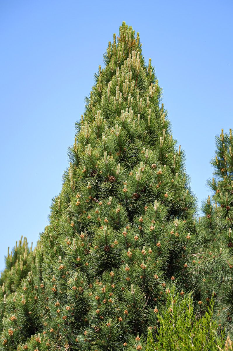 Säulenschwarzföhre Pyramidalis